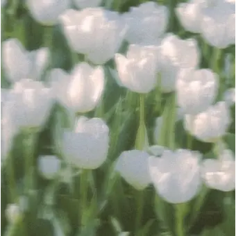 Profile image of 티티