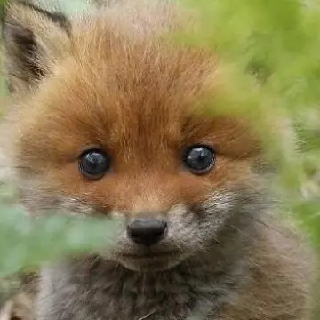 Profile image of 여우