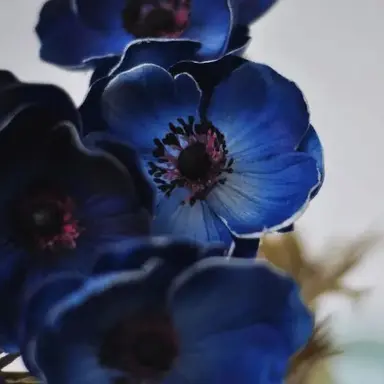 Profile image of アクシア・クローネ