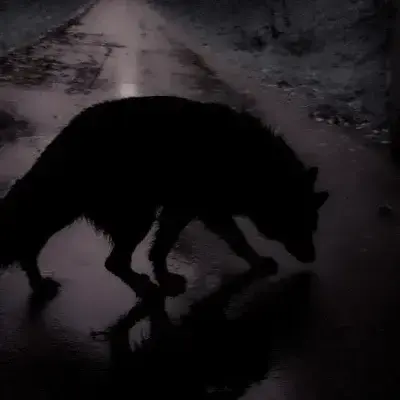 UsefulCoat6821의 Alpha werewolf