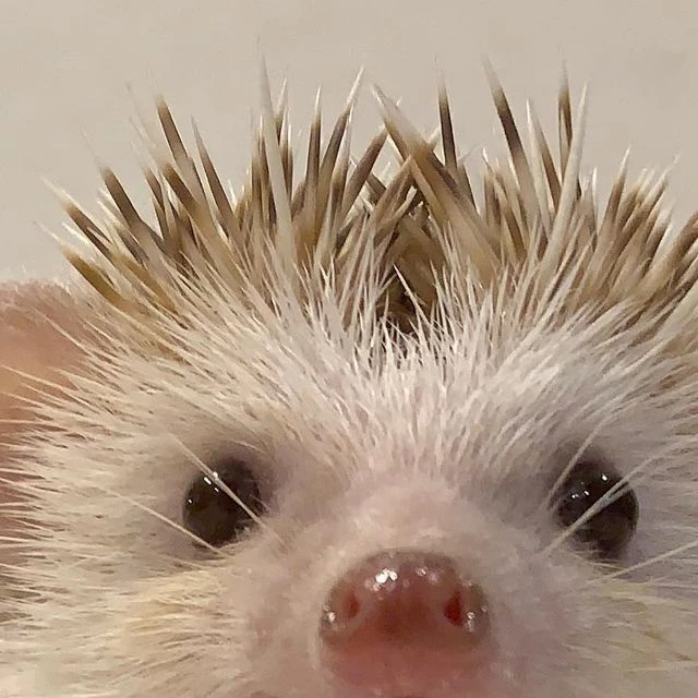 오뉴