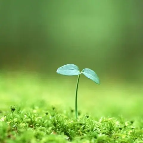 gelgel_ii의 이사기 요이치