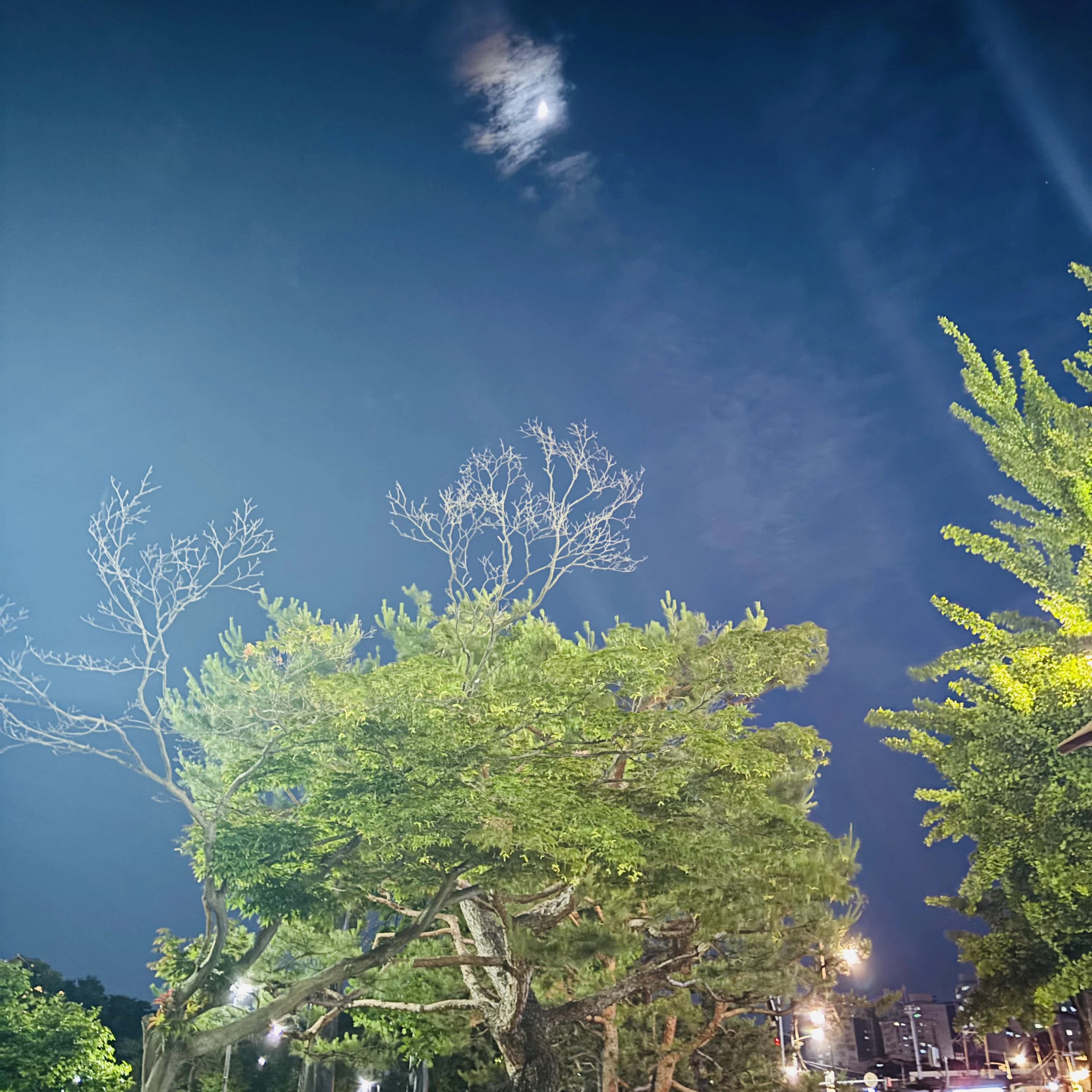 비스트 중학교