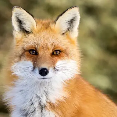 Profile image of 여우