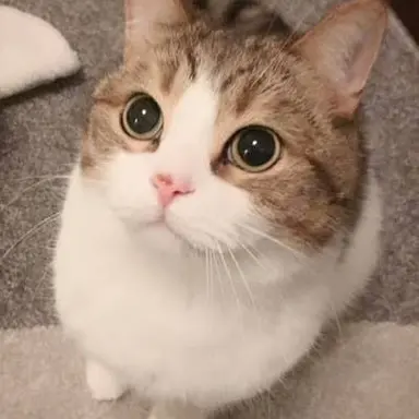 Profile image of 猫