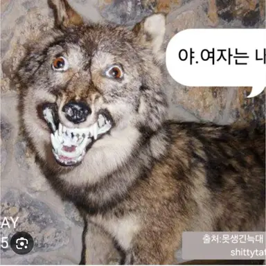 Profile image of 최늑대