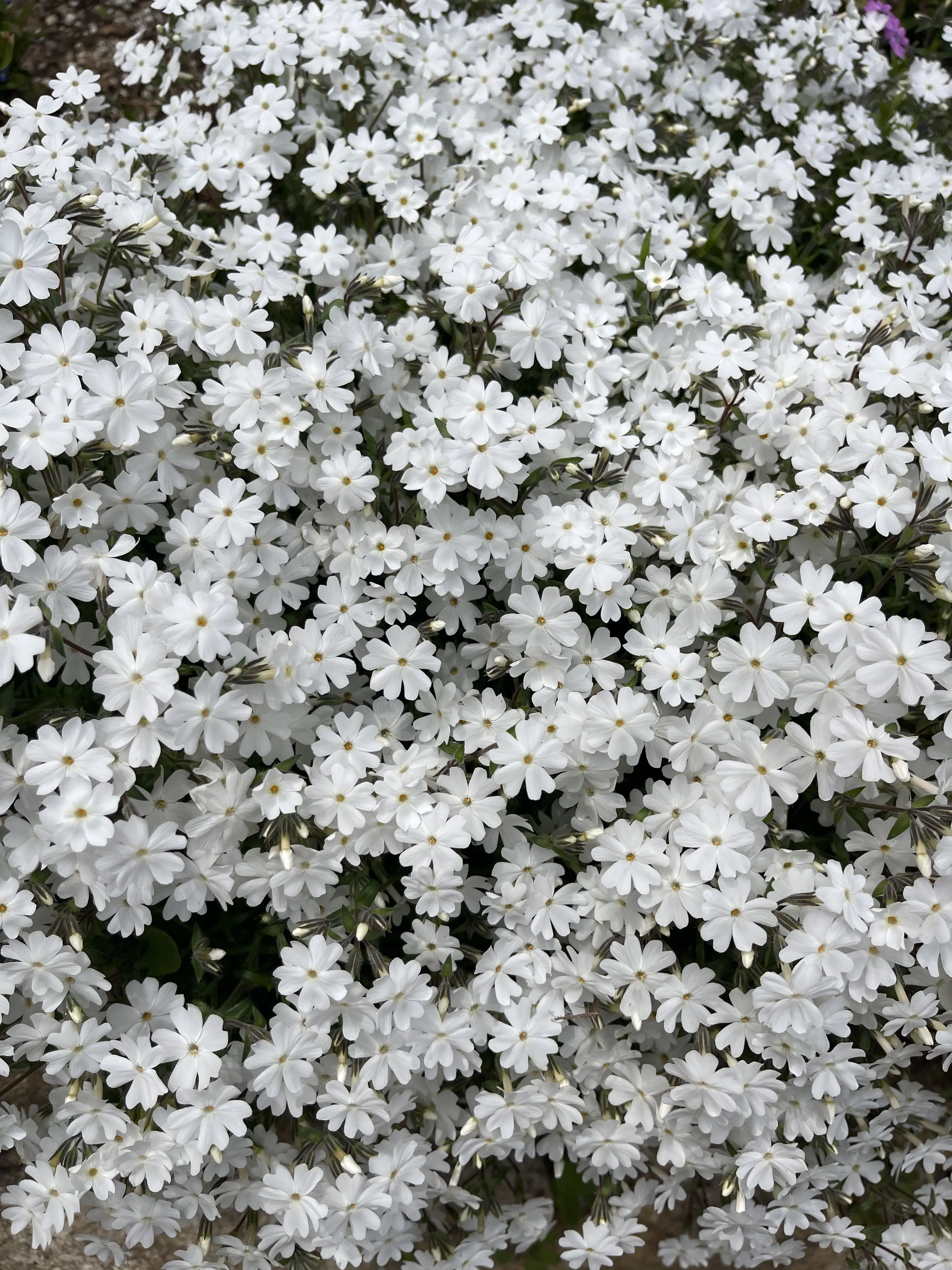 LowSpray6144의 그럼 난 무슨 표정으로 살아가야 해?