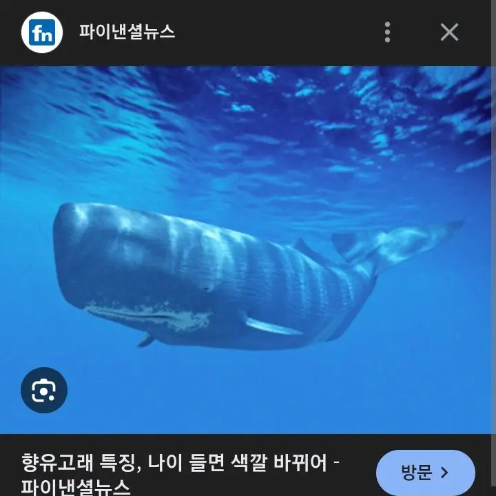 RaggedMap9230의 향유고래 유라