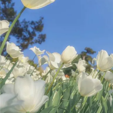 Profile image of 파이브
