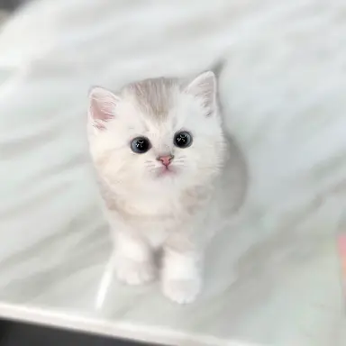 Profile image of 똘망이