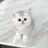 똘망이
