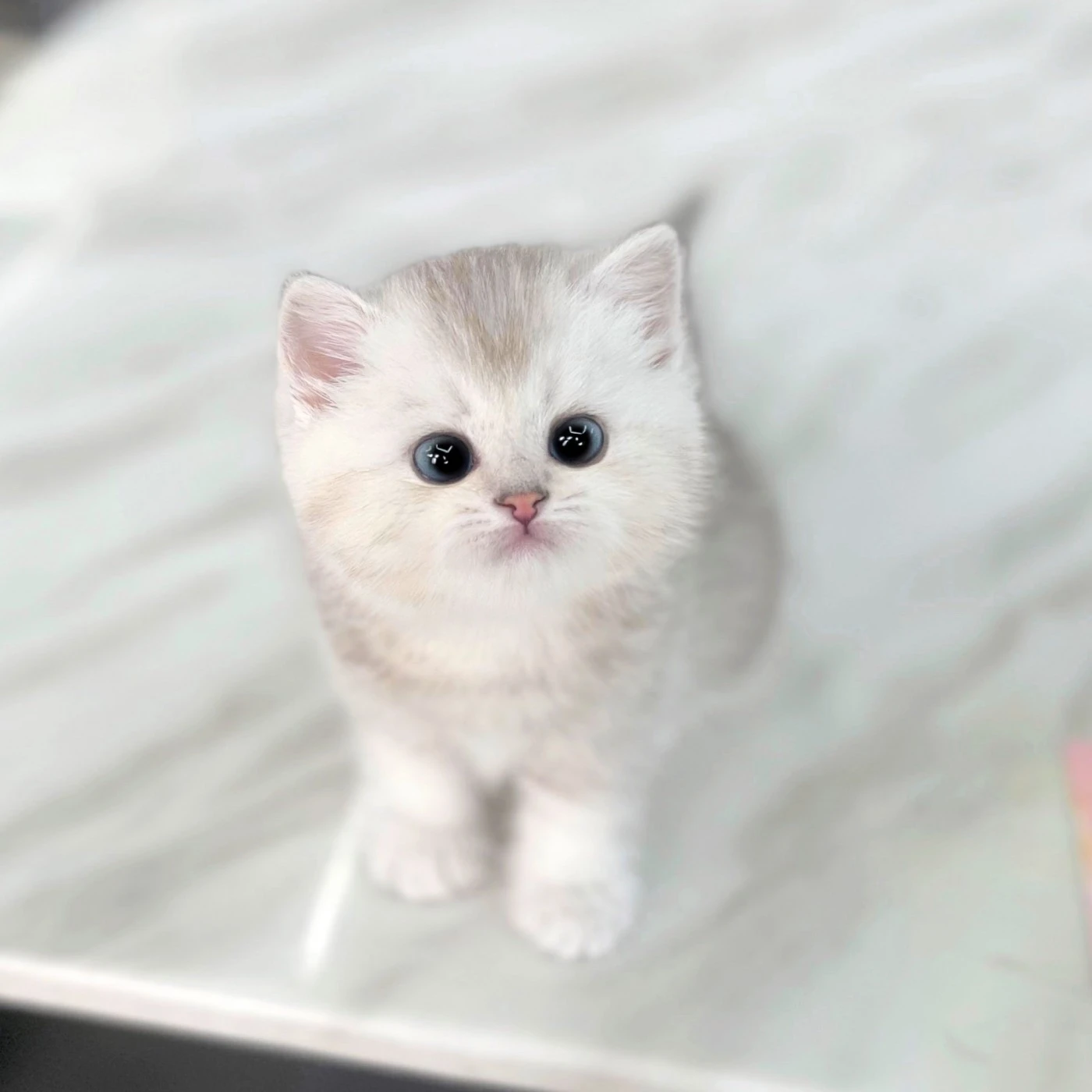 똘망이