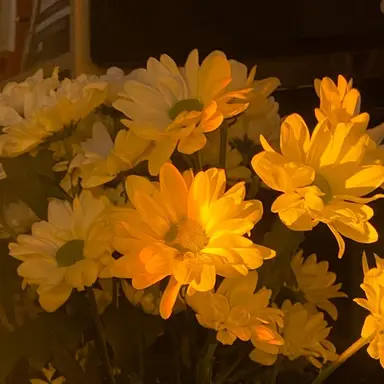 Profile image of 쪼만