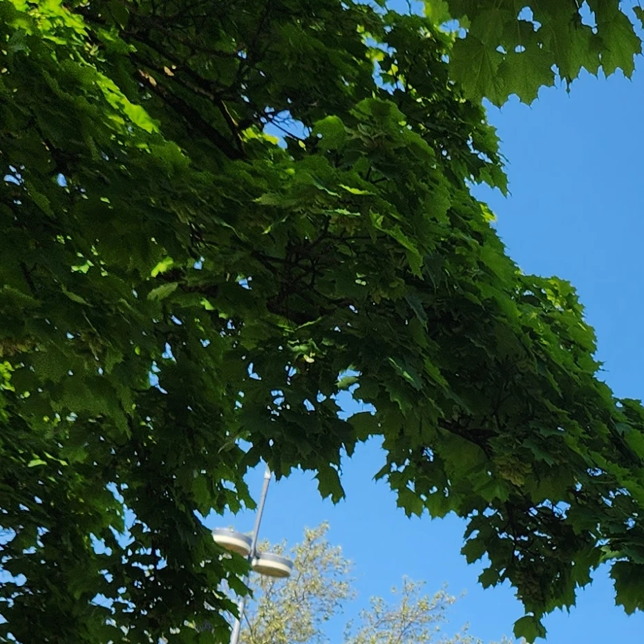 바람궁수