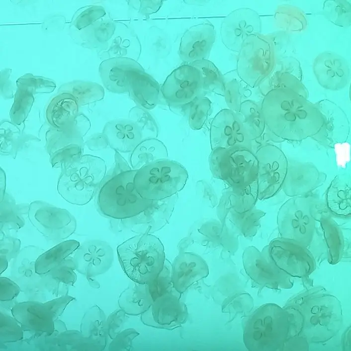 jellyfish.397.의 おしてだめならひいてみろ