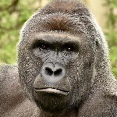 Profile image of 고릴라