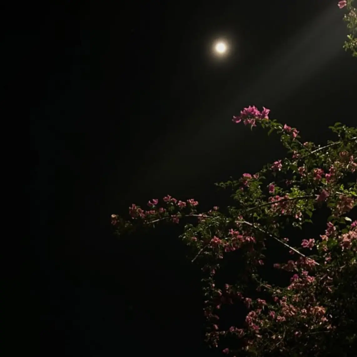 Powder_Blue의 별처럼 아득해진 사랑을 노래하자