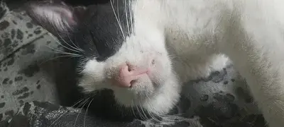 YoungHuman7934의 Spanish Teacher