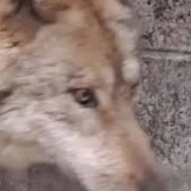 Profile image of 늑대