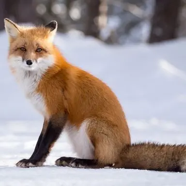 Profile image of 와루이 키츠네