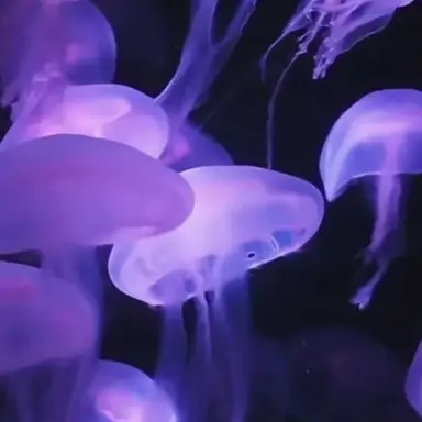 Profile image of 황수현