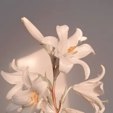 Profile image of 파리타