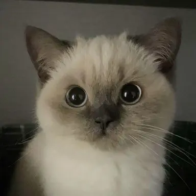 Profile image of 건빵이