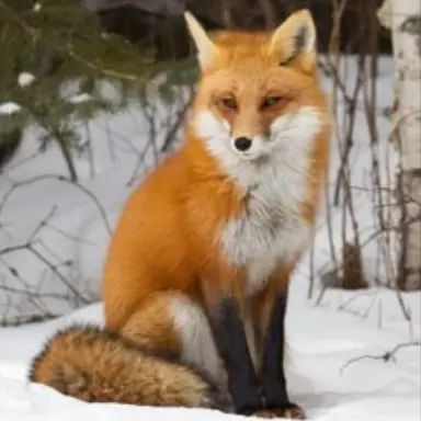 Profile image of ヨウ