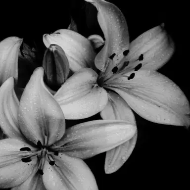 Profile image of アンシン