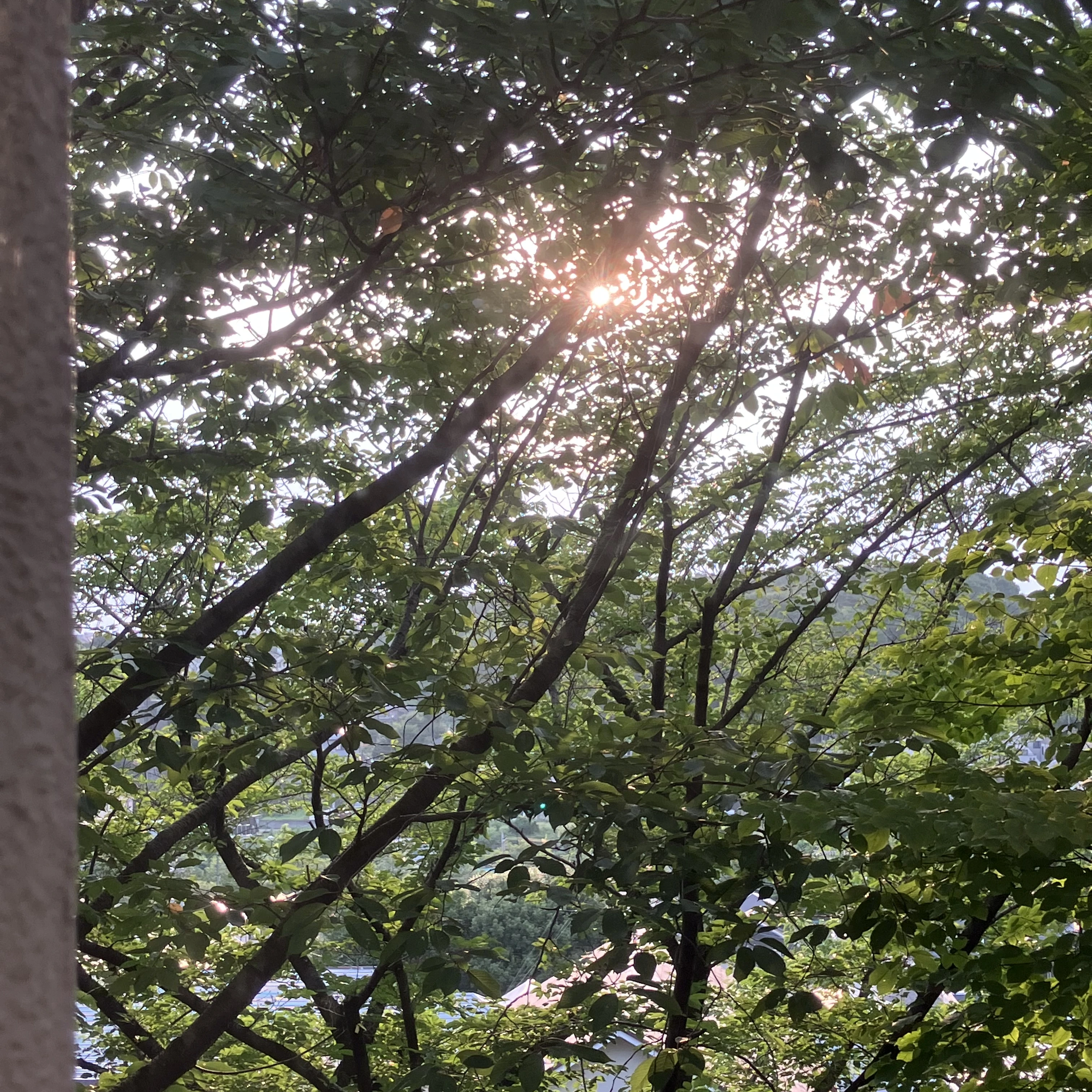 柚彦