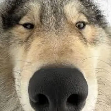 Profile image of 늑대