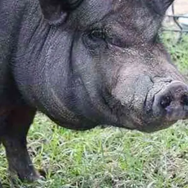 Profile image of 여우