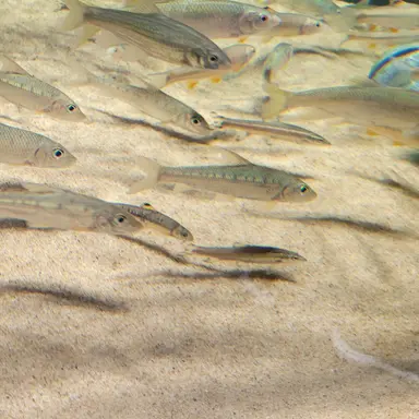 Profile image of 귀칼