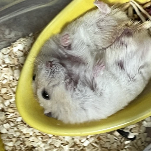 꿀이