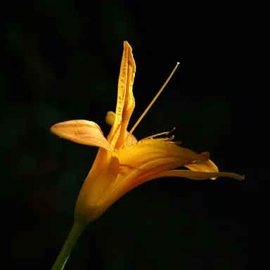 Profile image of 김각별