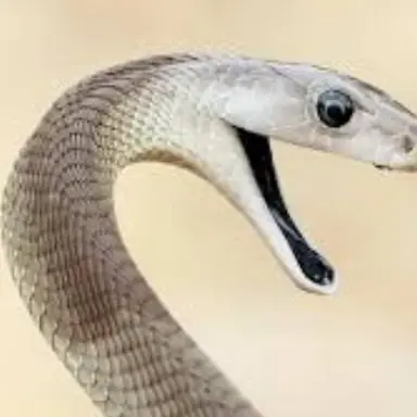 Profile image of 뱀