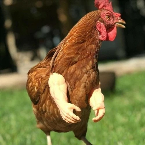 닭대가리의 엄마