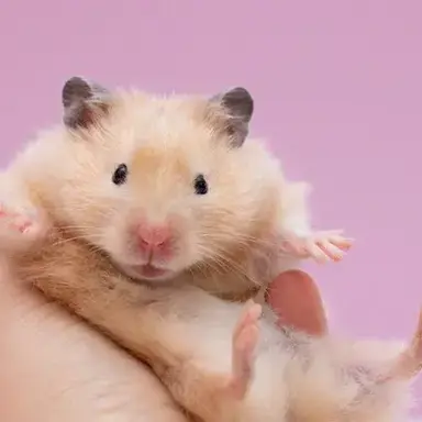 Profile image of 두부