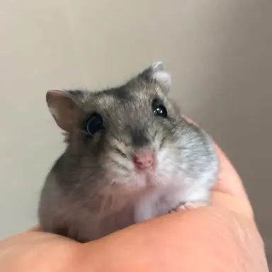 Profile image of 푸루