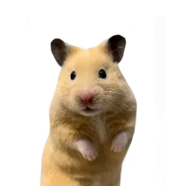 Profile image of 보리