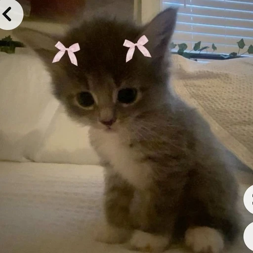 새끼 고양이