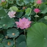 Profile image of 薄明