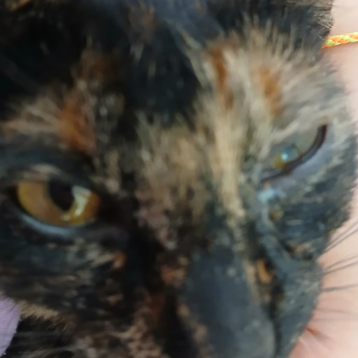 말하는 고양이
