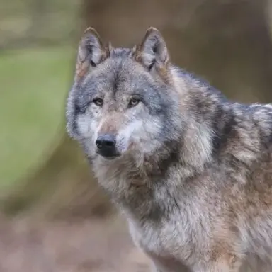 Profile image of 늑대