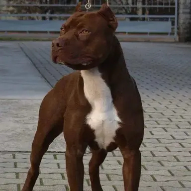 Profile image of Brutus