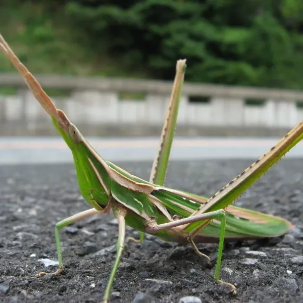 방아깨비(암컷)