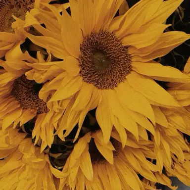 Profile image of 루이쨘