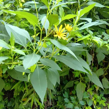 Profile image of 朱雀