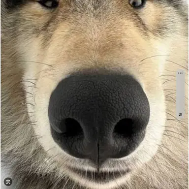Profile image of 늑대