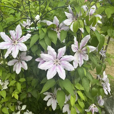 Profile image of 덕개